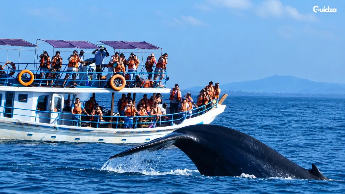 whale watching